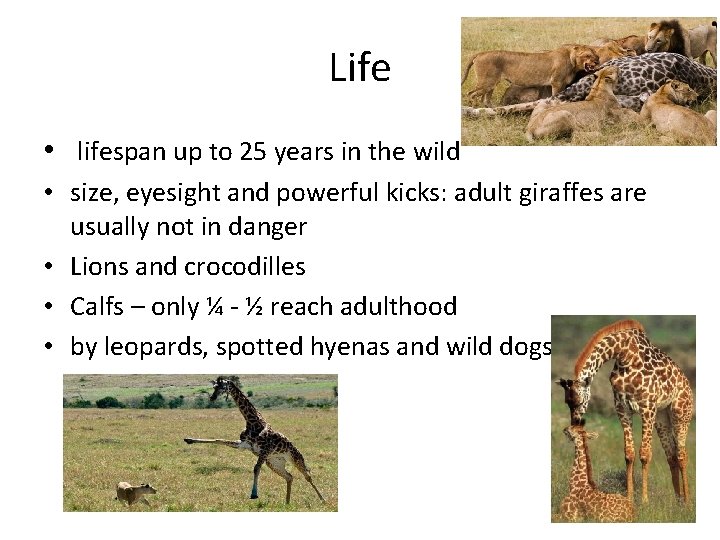 Life • lifespan up to 25 years in the wild • size, eyesight and