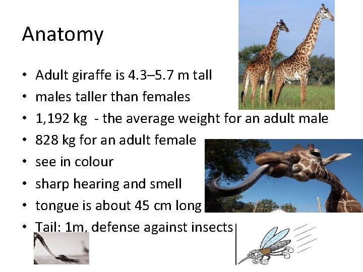 Anatomy • • Adult giraffe is 4. 3– 5. 7 m tall males taller