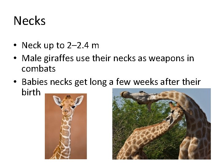 Necks • Neck up to 2– 2. 4 m • Male giraffes use their