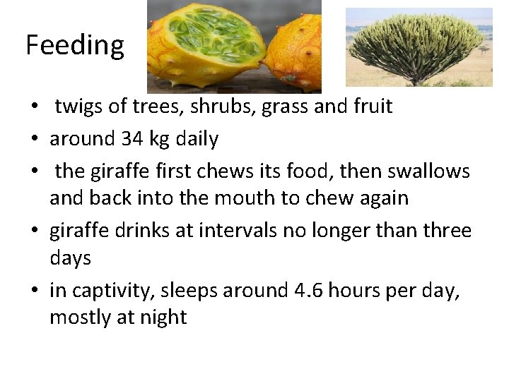 Feeding • twigs of trees, shrubs, grass and fruit • around 34 kg daily