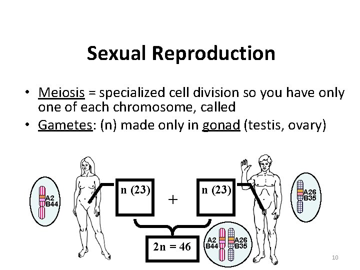 Sexual Reproduction • Meiosis = specialized cell division so you have only one of