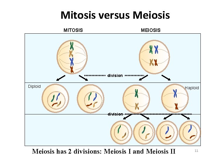 Mitosis versus Meiosis MITOSIS MEIOSIS Diploid somatic cell Diploid gamete precursor duplication division Diploid