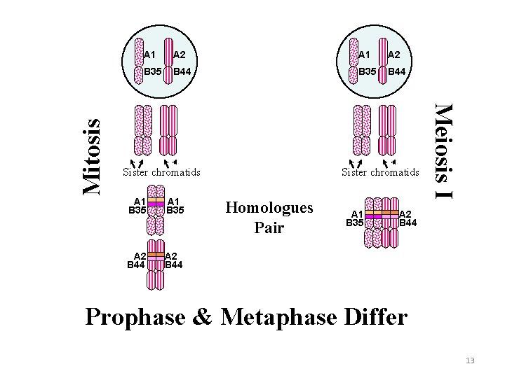 A 2 A 1 A 2 B 35 B 44 Sister chromatids A 1