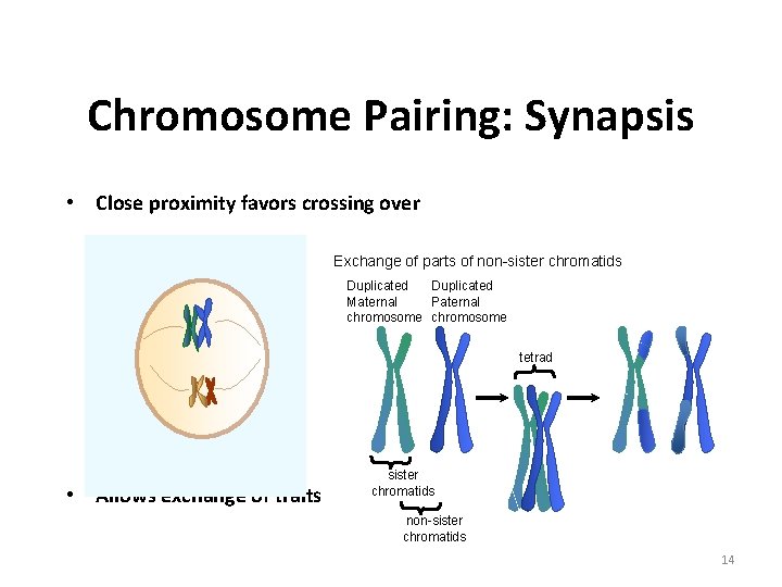 Chromosome Pairing: Synapsis • Close proximity favors crossing over Exchange of parts of non-sister