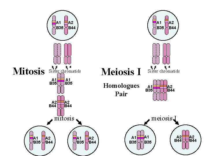 A 1 B 35 Mitosis A 2 B 44 A 1 B 35 Meiosis