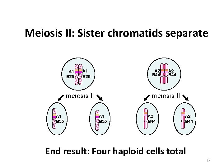 Meiosis II: Sister chromatids separate A 1 B 35 A 2 B 44 meiosis