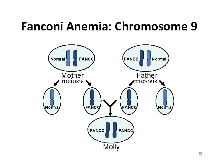 Fanconi Anemia: Chromosome 9 Normal FANCC Father meiosis Mother meiosis Normal FANCC Normal FANCC