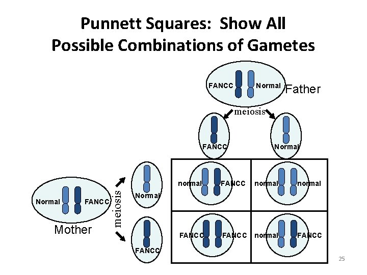 Punnett Squares: Show All Possible Combinations of Gametes FANCC Normal Father meiosis Normal FANCC