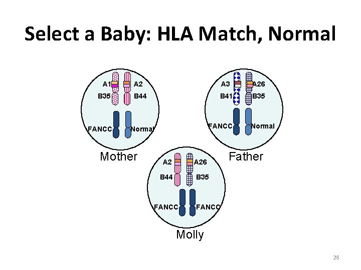 Select a Baby: HLA Match, Normal A 1 B 35 FANCC A 2 A