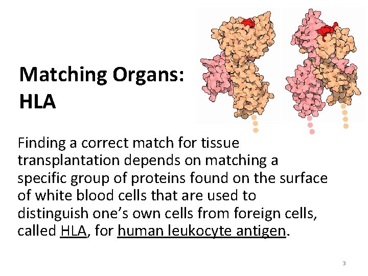 Matching Organs: HLA Finding a correct match for tissue transplantation depends on matching a