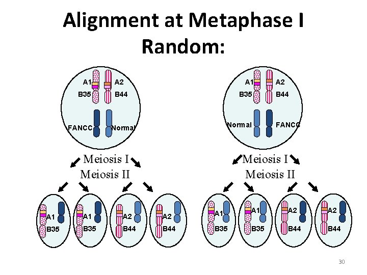 Alignment at Metaphase I Random: A 1 B 35 FANCC A 2 A 1