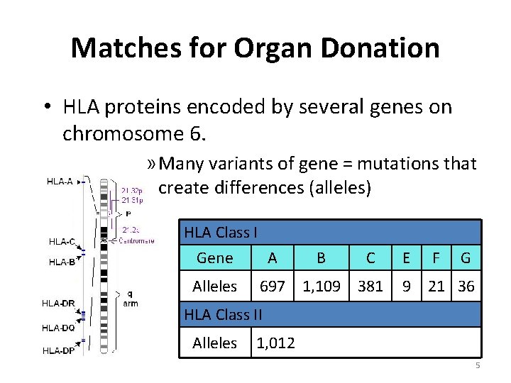 Matches for Organ Donation • HLA proteins encoded by several genes on chromosome 6.