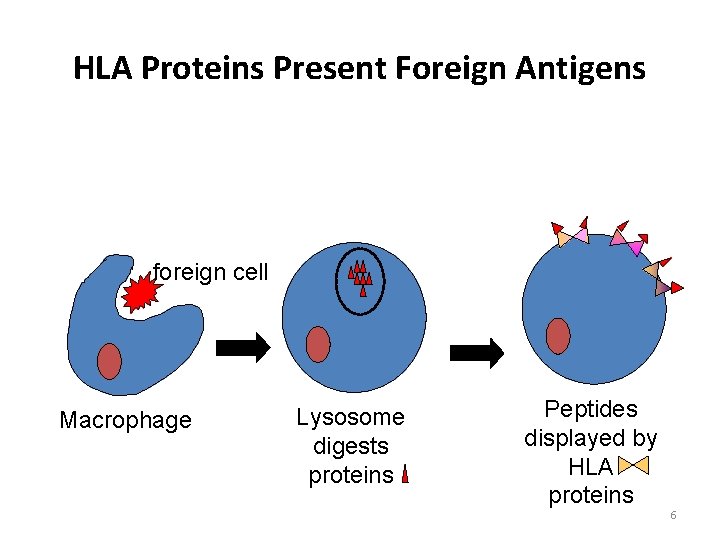 HLA Proteins Present Foreign Antigens foreign cell Macrophage Lysosome digests proteins Peptides displayed by