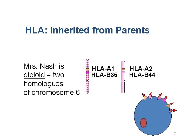 HLA: Inherited from Parents Mrs. Nash is diploid = two homologues of chromosome 6