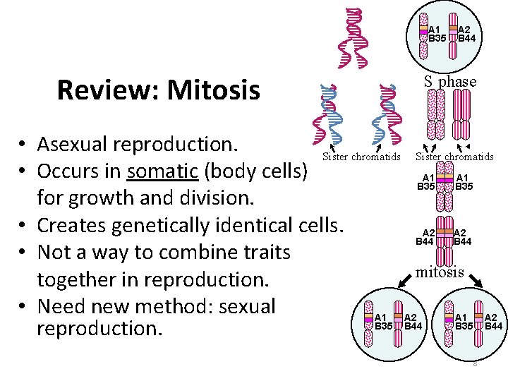 A 1 B 35 Review: Mitosis A 2 B 44 S phase • Asexual