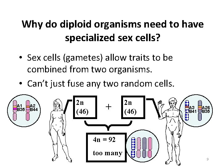 Why do diploid organisms need to have specialized sex cells? • Sex cells (gametes)