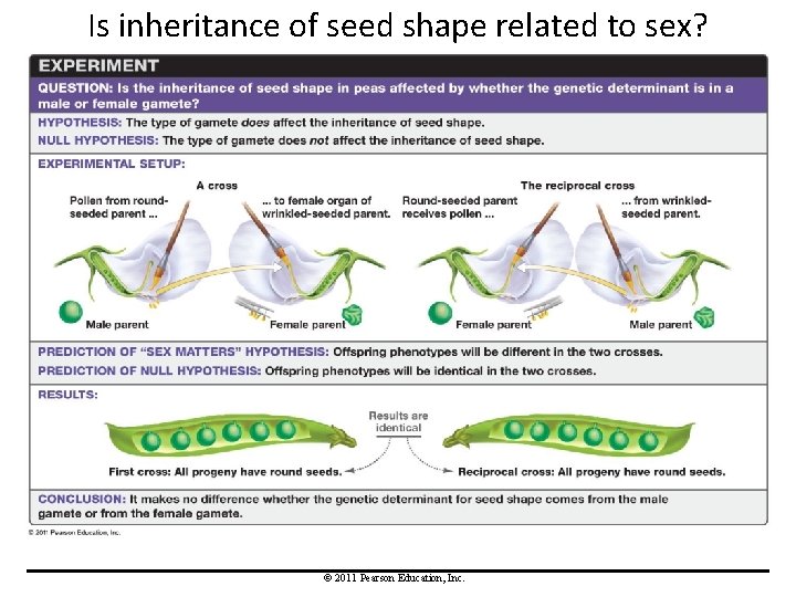 Is inheritance of seed shape related to sex? © 2011 Pearson Education, Inc. 