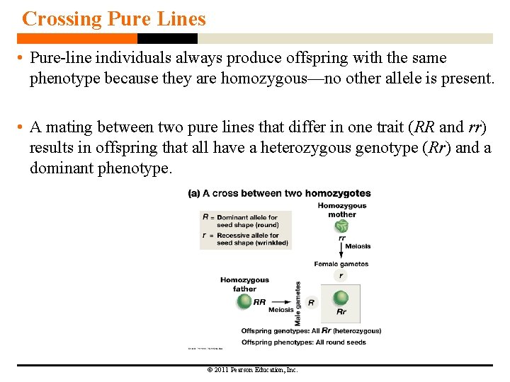 Crossing Pure Lines • Pure-line individuals always produce offspring with the same phenotype because