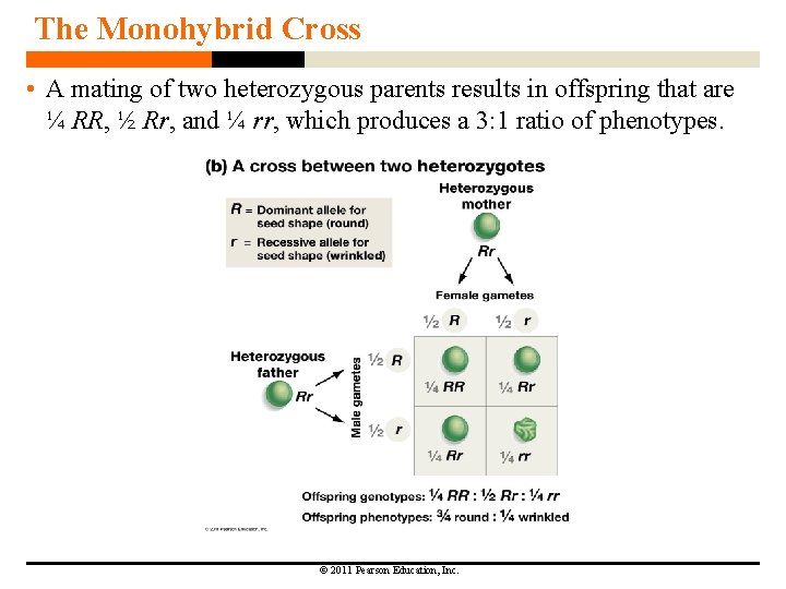 The Monohybrid Cross • A mating of two heterozygous parents results in offspring that
