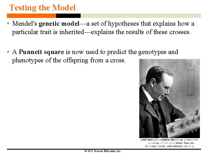 Testing the Model • Mendel's genetic model—a set of hypotheses that explains how a
