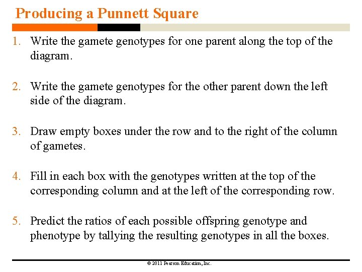 Producing a Punnett Square 1. Write the gamete genotypes for one parent along the