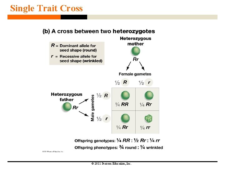 Single Trait Cross © 2011 Pearson Education, Inc. 