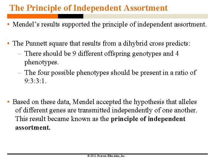 The Principle of Independent Assortment • Mendel’s results supported the principle of independent assortment.