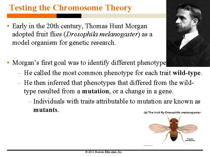 Testing the Chromosome Theory • Early in the 20 th century, Thomas Hunt Morgan