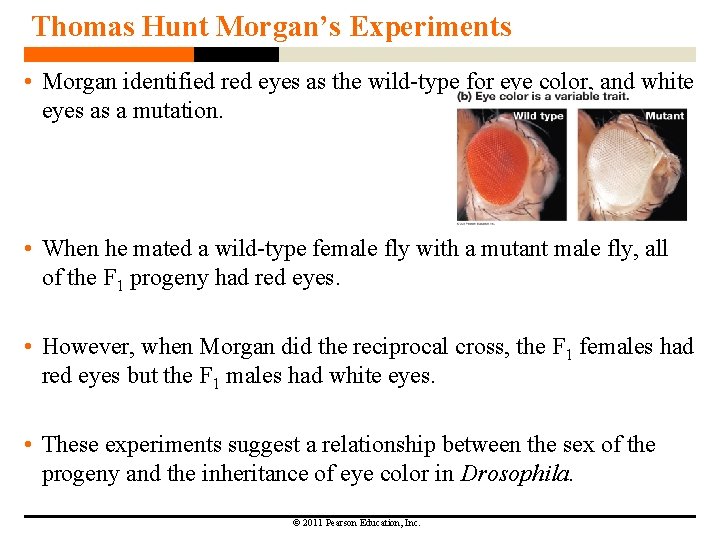 Thomas Hunt Morgan’s Experiments • Morgan identified red eyes as the wild-type for eye