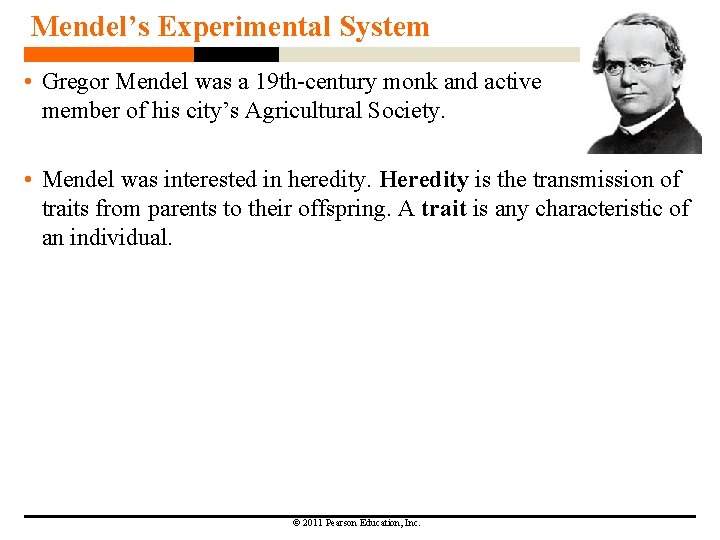 Mendel’s Experimental System • Gregor Mendel was a 19 th-century monk and active member