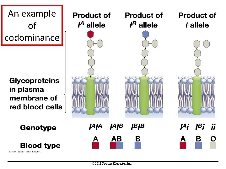 An example of codominance © 2011 Pearson Education, Inc. 