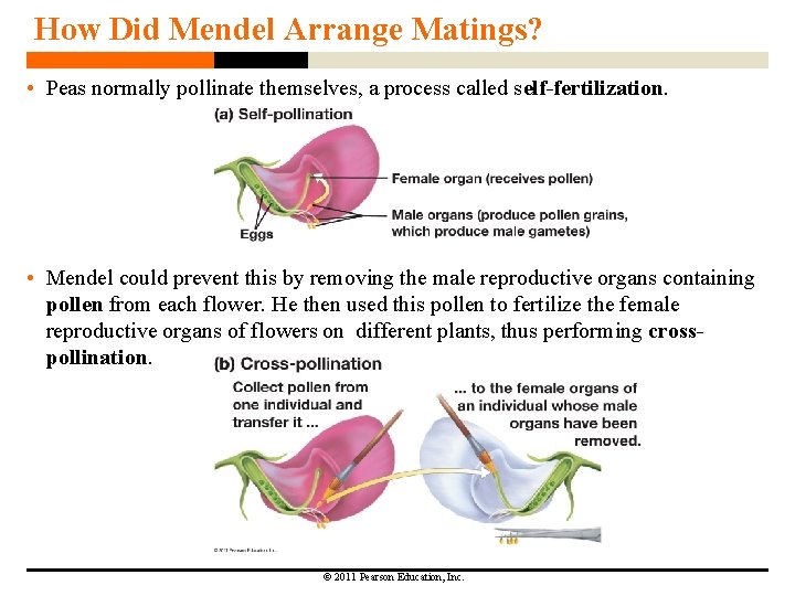 How Did Mendel Arrange Matings? • Peas normally pollinate themselves, a process called self-fertilization.