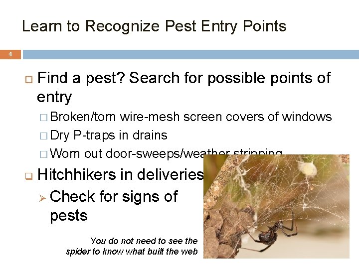 Learn to Recognize Pest Entry Points 4 Find a pest? Search for possible points