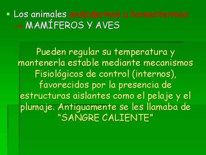 § Los animales endodermos u homeotermos MAMÍFEROS Y AVES Pueden regular su temperatura y