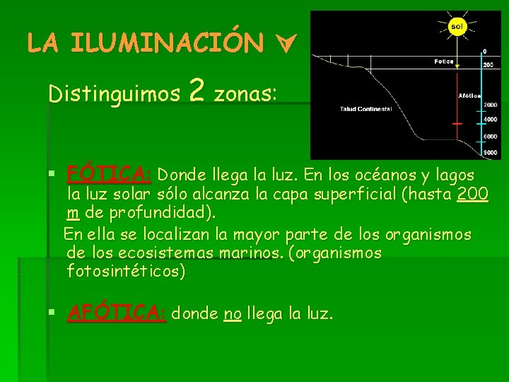 LA ILUMINACIÓN Distinguimos 2 zonas: § FÓTICA: Donde llega la luz. En los océanos