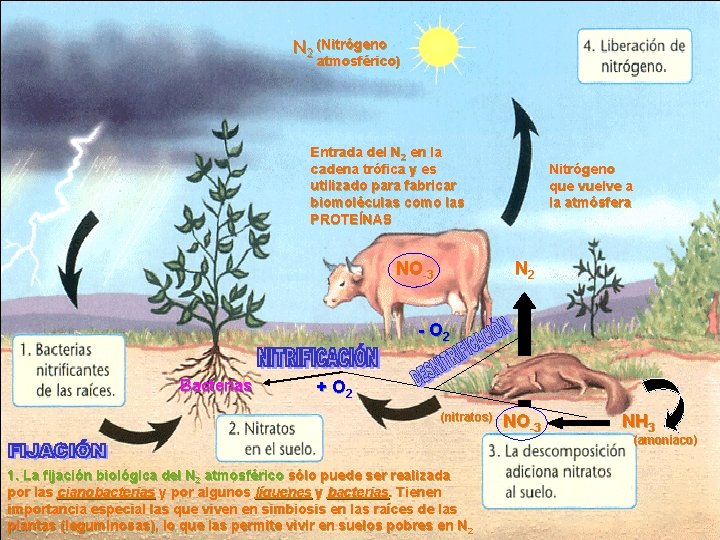 N 2 (Nitrógeno atmosférico) Entrada del N 2 en la cadena trófica y es