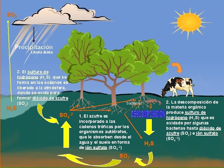 SO 2 Lluvia ácida H 2 S 3. El sulfuro de hidrógeno (H 2