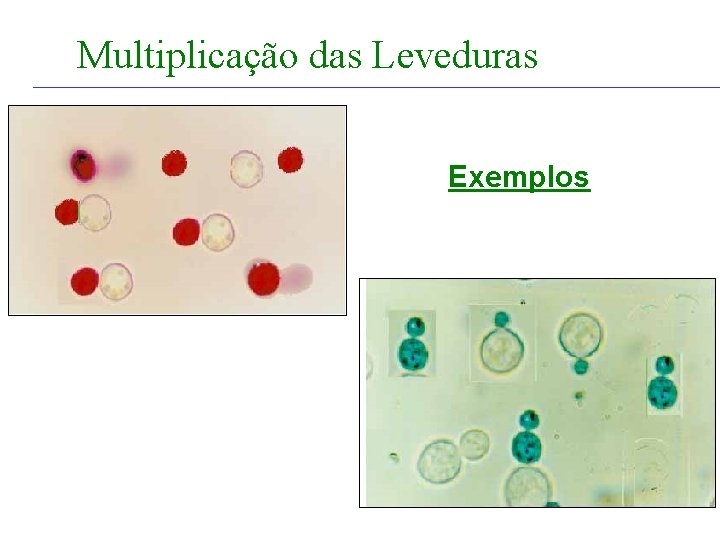 FABRICAÇÃO DO ÁLCOOL INTRODUÇÃO Multiplicação das Leveduras Exemplos 