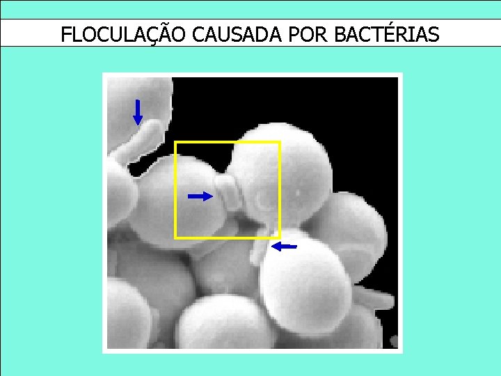 FLOCULAÇÃO CAUSADA POR BACTÉRIAS 