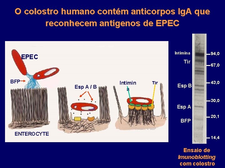 O colostro humano contém anticorpos Ig. A que reconhecem antígenos de EPEC Intimina EPEC