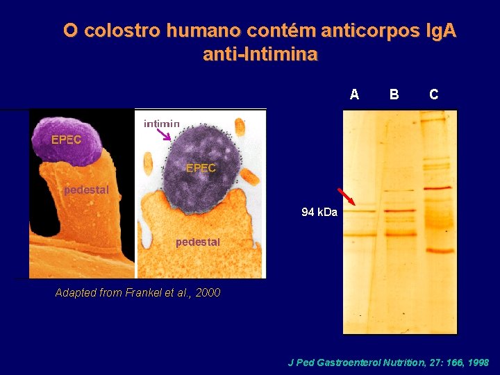 O colostro humano contém anticorpos Ig. A anti-Intimina A B C 94 k. Da
