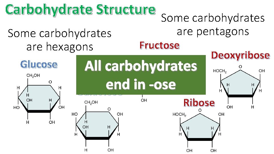 Carbohydrate Structure Some carbohydrates are hexagons Glucose are pentagons Fructose All carbohydrates end in