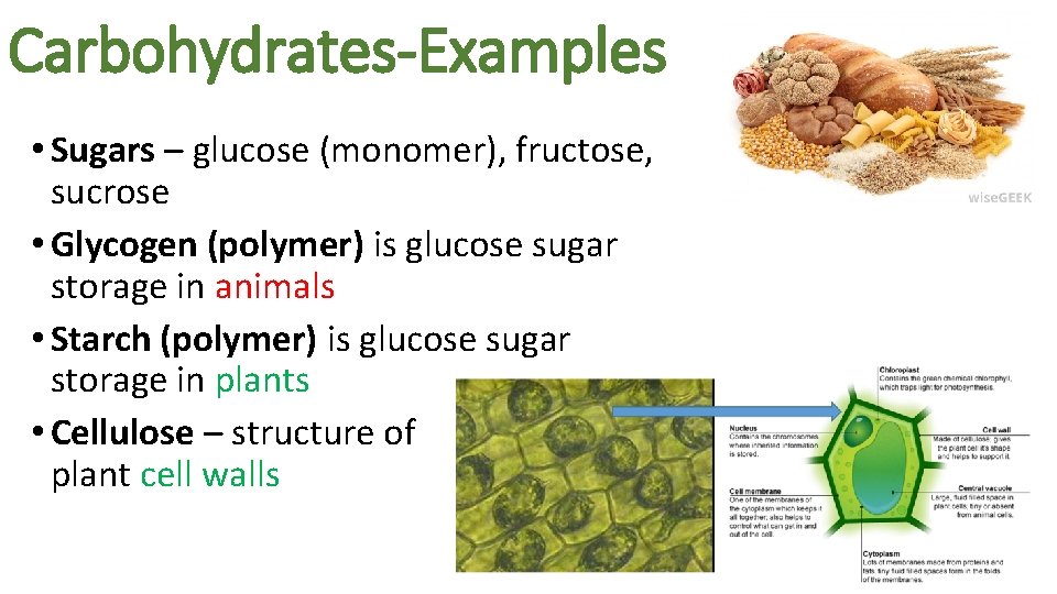 Carbohydrates-Examples • Sugars – glucose (monomer), fructose, sucrose • Glycogen (polymer) is glucose sugar