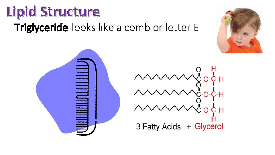 Lipid Structure Triglyceride-looks like a comb or letter E 