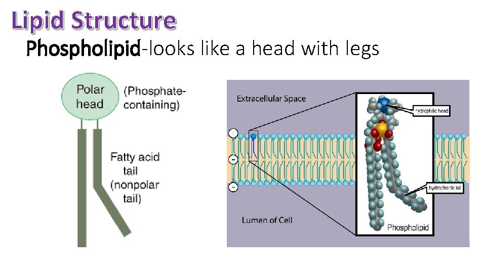 Lipid Structure Phospholipid-looks like a head with legs 