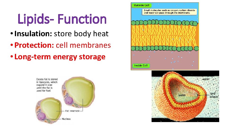 Lipids- Function • Insulation: store body heat • Protection: cell membranes • Long-term energy