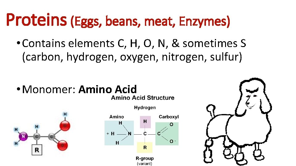 Proteins (Eggs, beans, meat, Enzymes) • Contains elements C, H, O, N, & sometimes