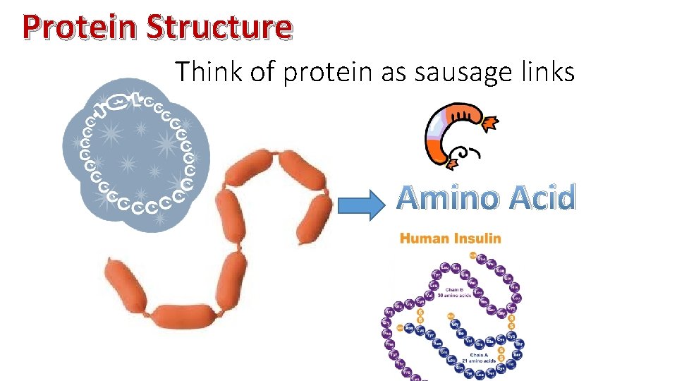 Protein Structure Think of protein as sausage links Amino Acid 