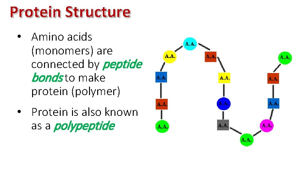 Protein Structure • Amino acids (monomers) are connected by peptide bonds to make protein