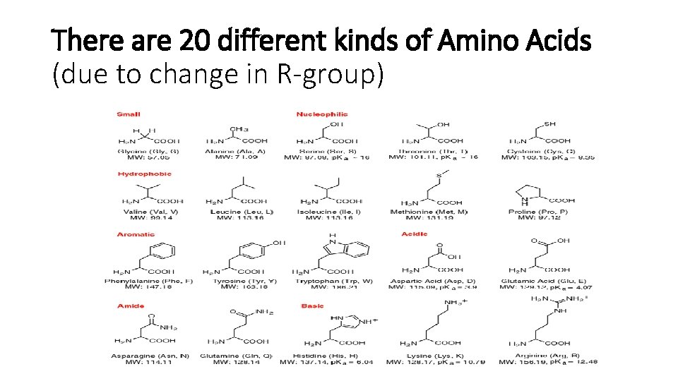 There are 20 different kinds of Amino Acids (due to change in R-group) 